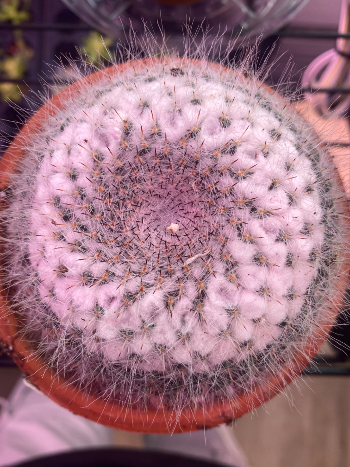 Mammilaria Hahniana (4") [ID #10707870190]