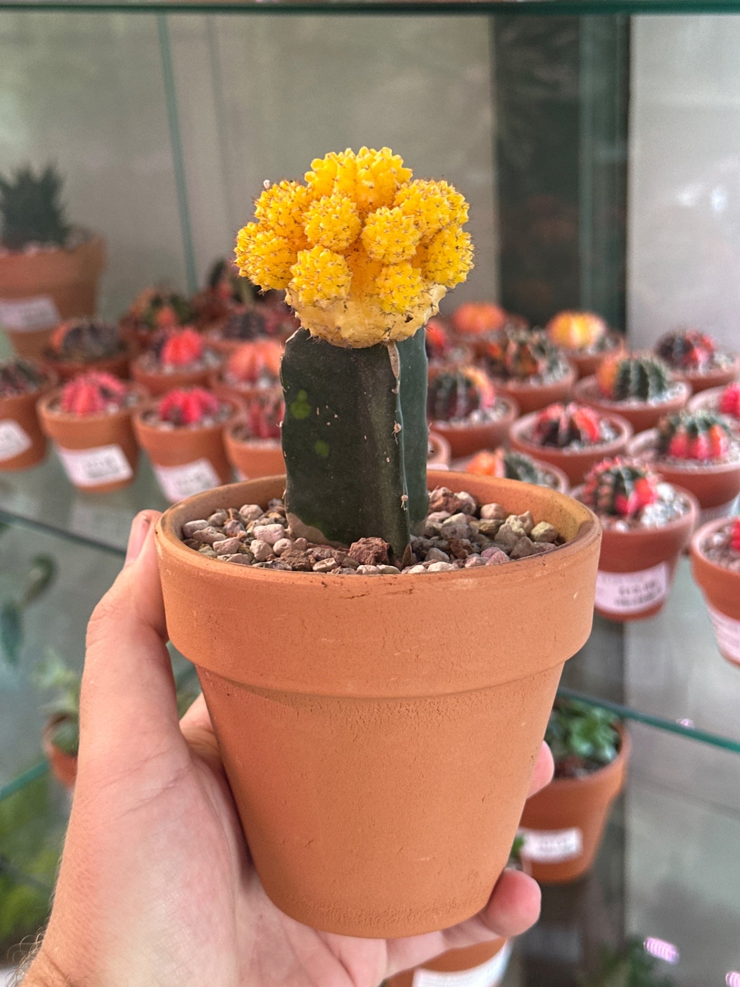 Gymnocalycium mihanovichii 'Moon Cactus' (4" - Yellow) [ID #68899248]