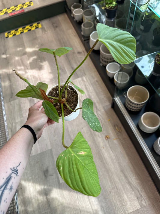 Philodendron Fuzzy Petiole (4" Nursery Pot) [ID #64774807]