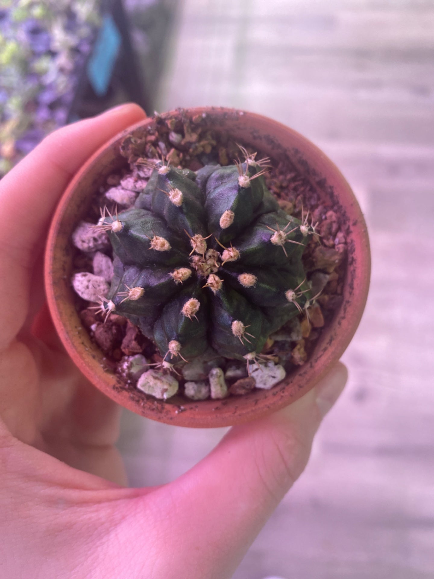 Gymnocalycium T-Rex (2.75") [ID #2838259]