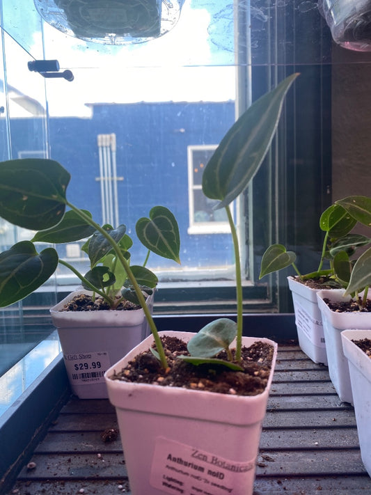 Anthurium noID '2x seedling' (#324238990)