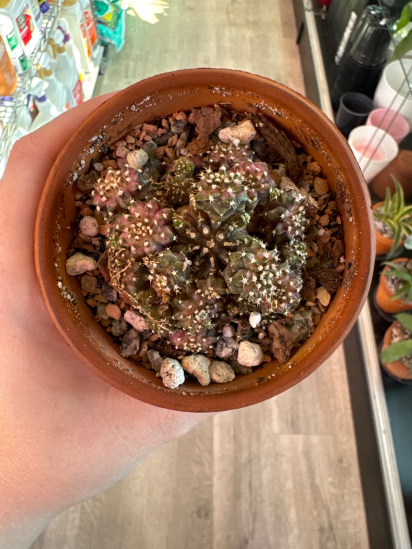 Gymnocalycium mihanovichii 'T-Rex' (3.5") [ID #37538096812]