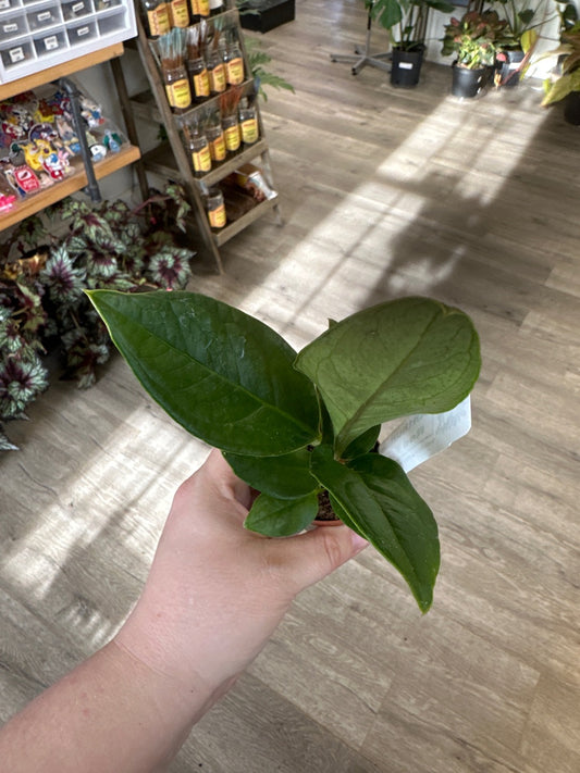 Anthurium cv. 'Red Flag' (#348886339)