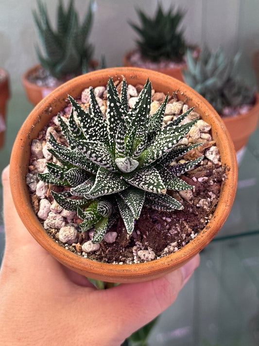 Haworthia coarctata ibrida (4" Clay Pot) [ID #47020424]