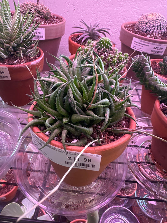 Aloe aristata (#470569894)