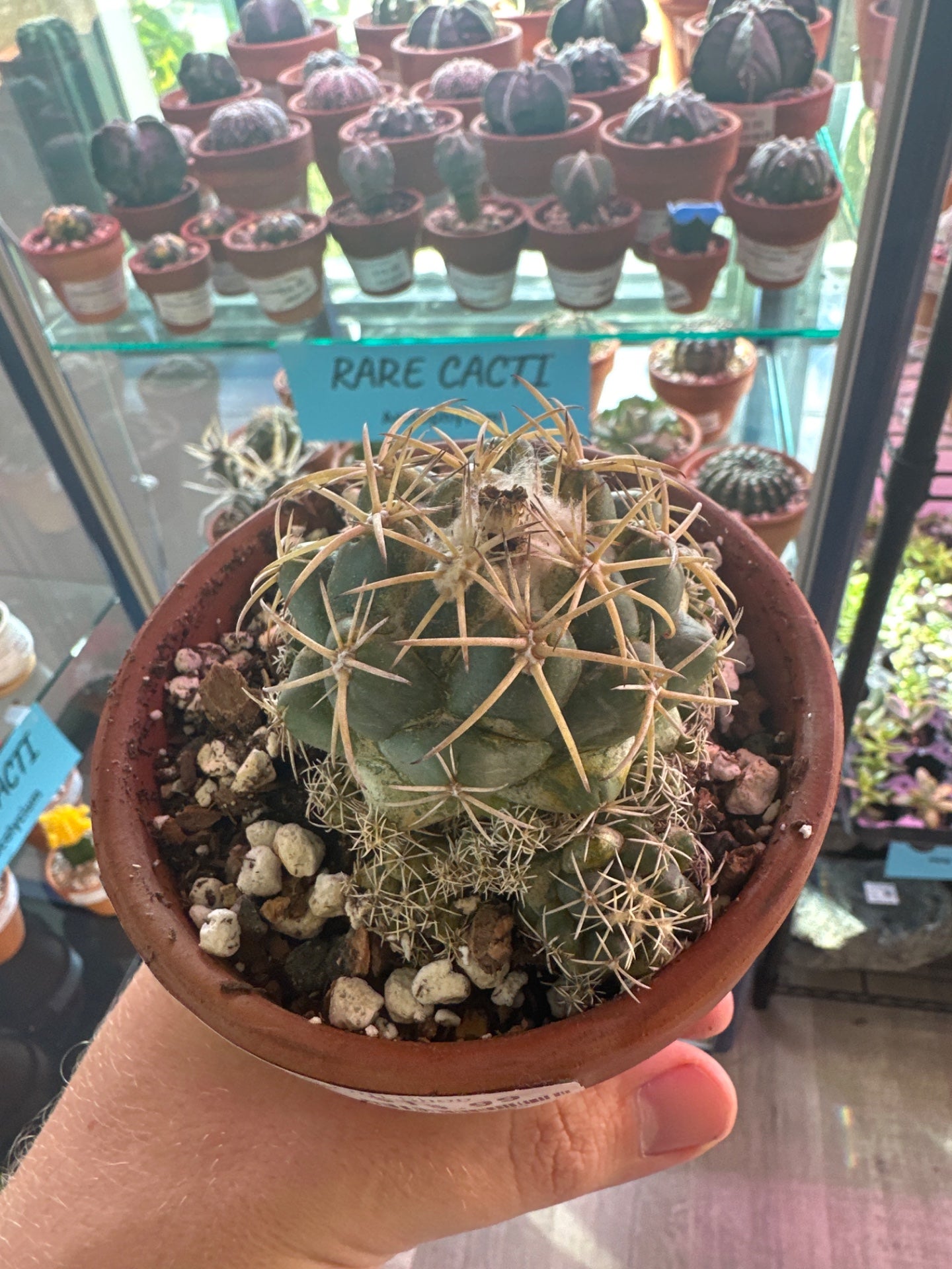 Coryphantha Andreae (4") [ID #92626121605]