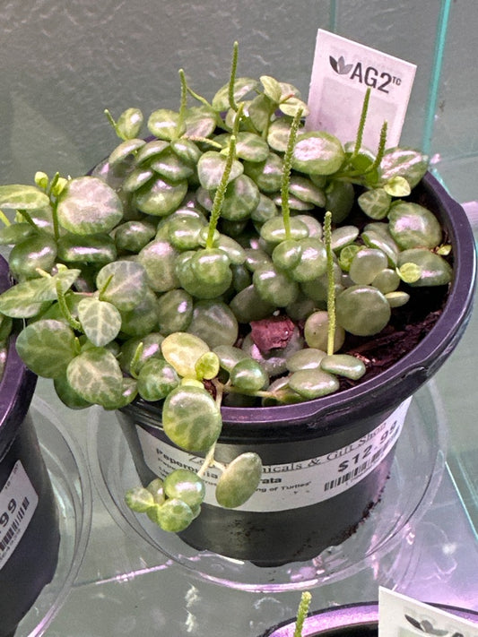 Peperomia Prostrata 'String of Turtles' (#178688364)