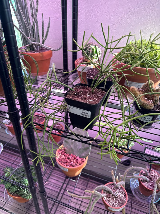 Rhipsalis Cv. (#205250949)