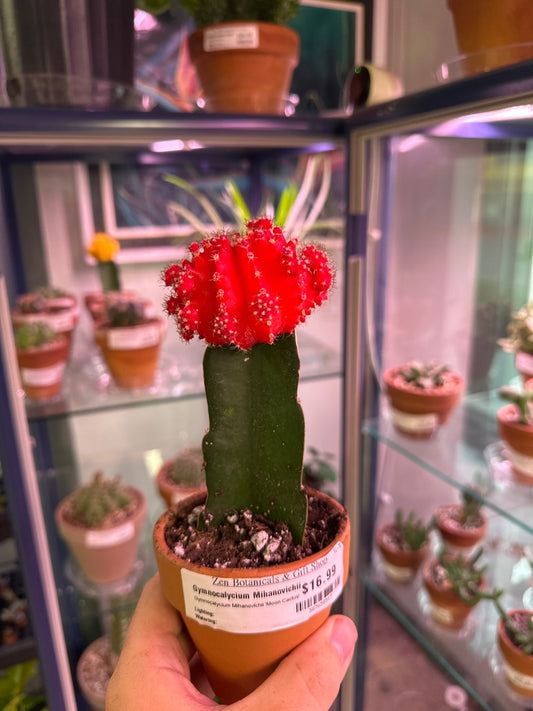 Gymnocalycium Mihanovichii 'Moon Cactus' (#387658517)