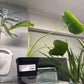 Monstera Deliciosa (#583794025)