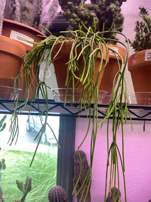 Rhipsalis baccifera 'Mistletoe cactus' (#128694588)