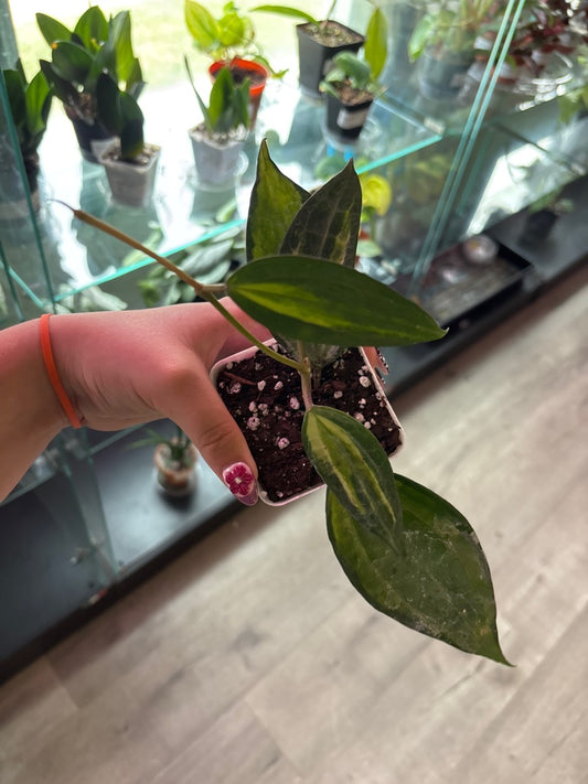 Hoya macrophylla 'Pot of Gold' (#836410787)