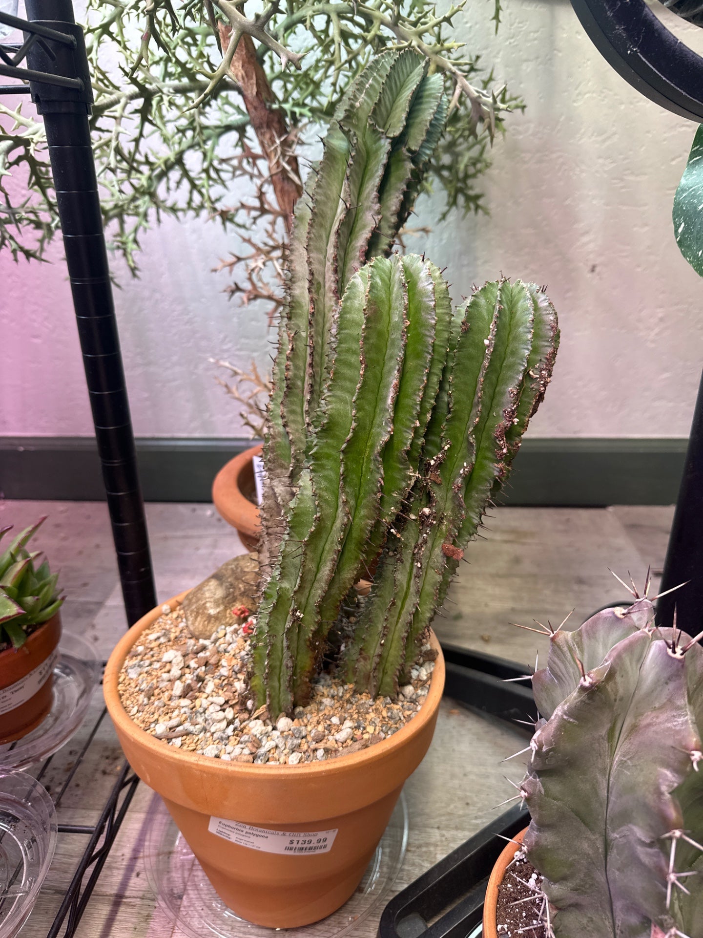 Euphorbia polygona (#575599840)