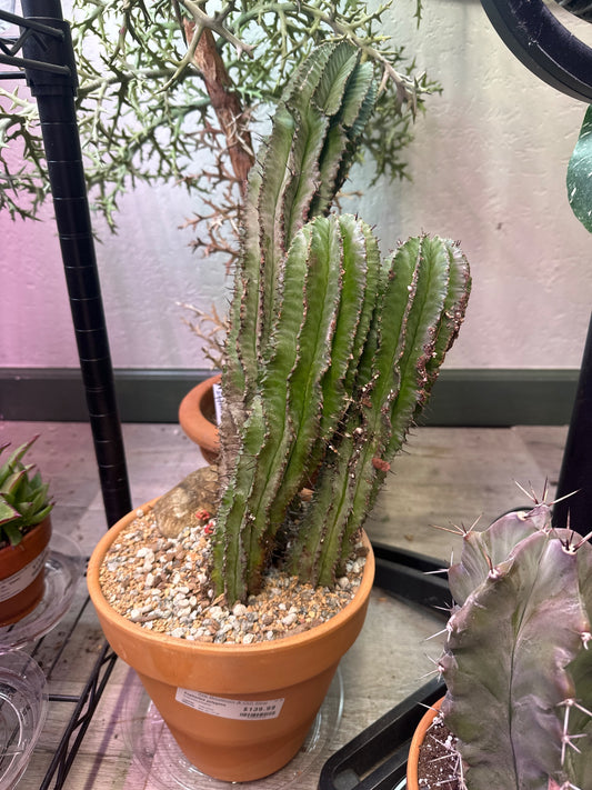 Euphorbia polygona (#575599840)