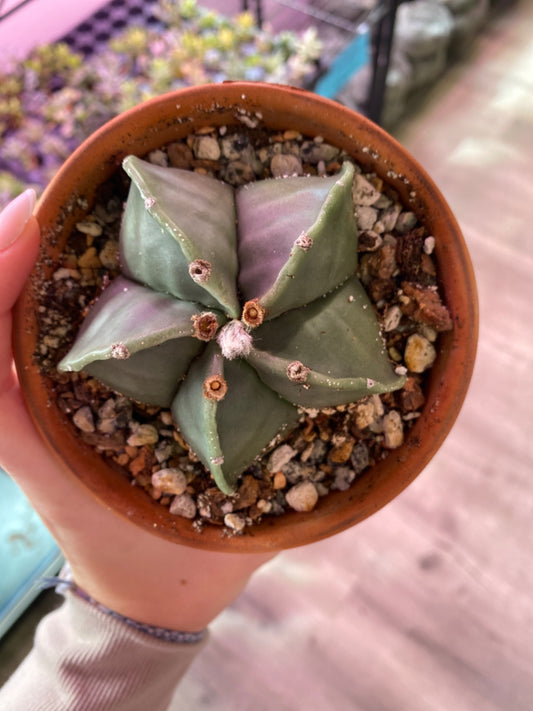 Astrophytum myriostigma (4" Clay Pot) [ID #3064562]