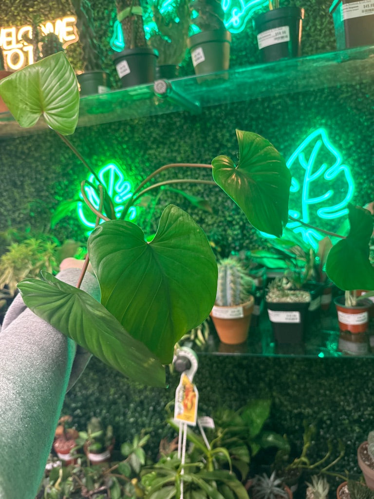 Homalomena Spp. (#834214287)