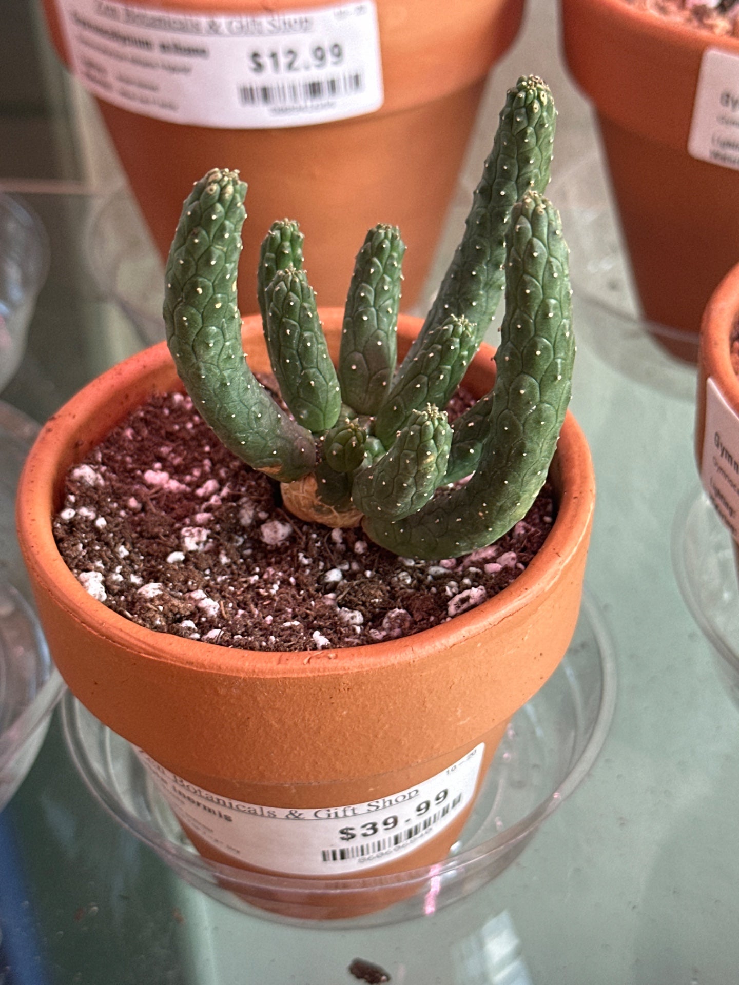 Euphorbia inermis (#860606840)