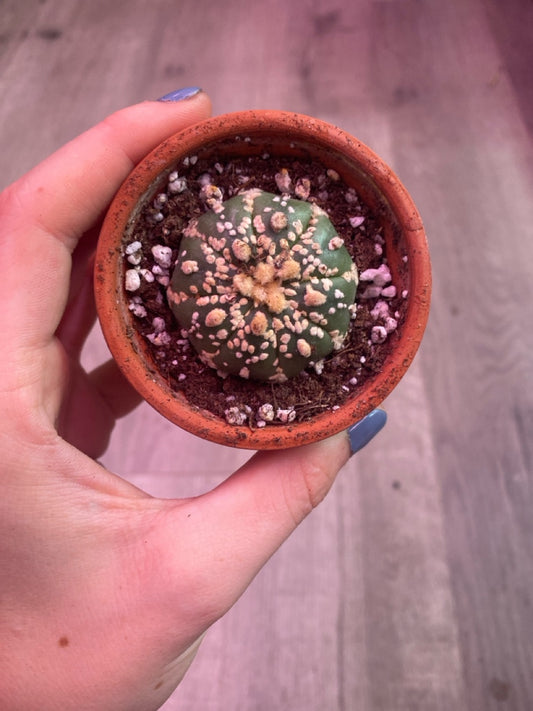 Astrophytum asterias 'Super Kabuto' (#412907714)
