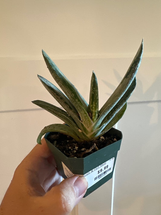 Gasteria Cv. 'Silver Star' (#700031039)