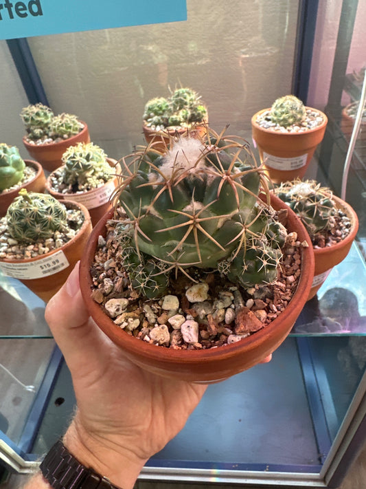 Coryphantha andreae (4" Clay Pot) [ID #16895220]