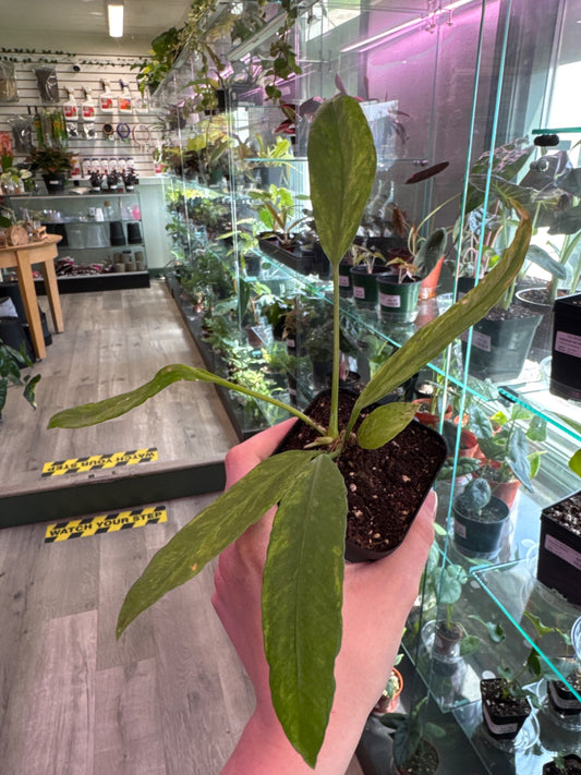 Anthurium vittarifolium 'Variegated' (#812256358)