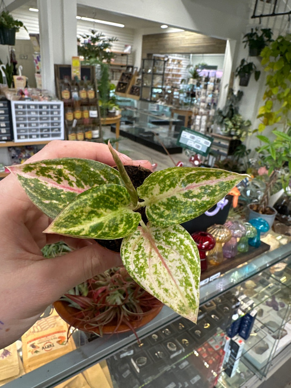 Aglaonema cv. 'Golden Powder' (#856748820)