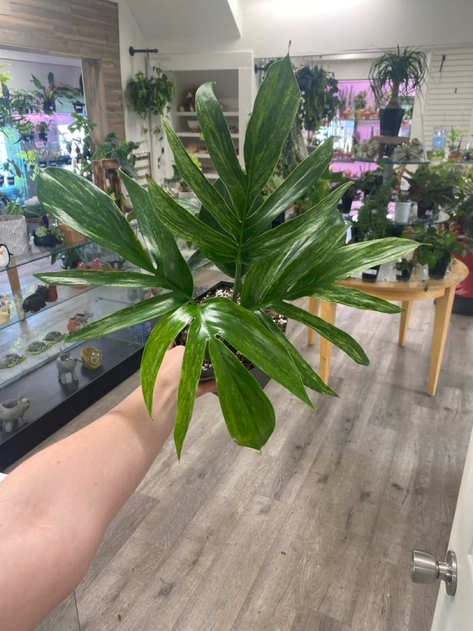 Rhaphidophora decursiva 'variegated ' (#377194595)