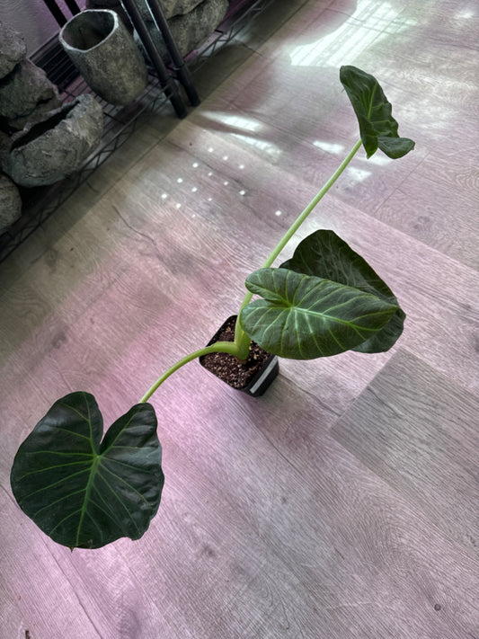 Alocasia Regal Shield (4" Plastic Pot) [ID #23366366]