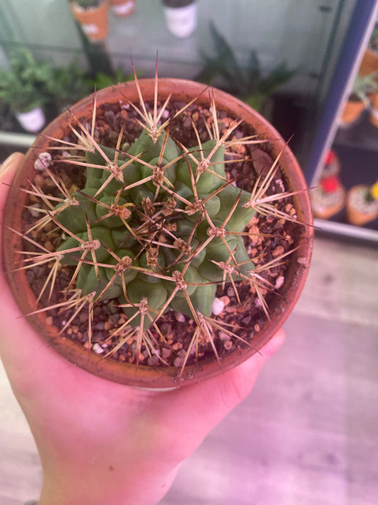 Gymnocalycium anisitsii (4") [ID #22554202]