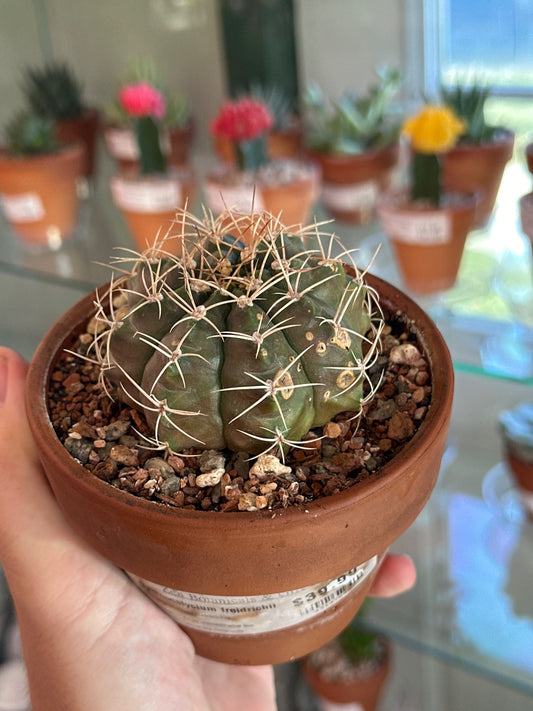 Gymnocalycium freidrichii (Gymnocalycium freidrichii) [ID #43147648]