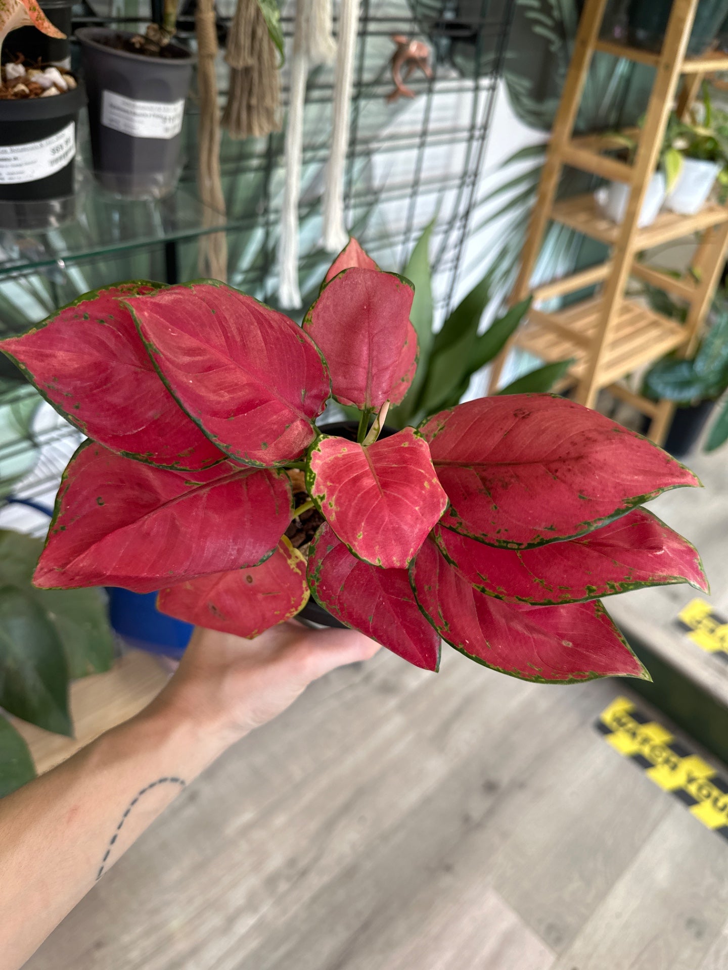 Aglaonema cv. 'Super Red' (#518871281)