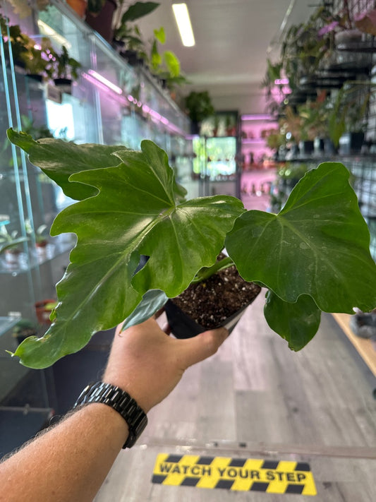 Philodendron Mayoi 'tahiti' (#913767986)