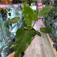 Philodendron Mayoi 'tahiti' (#617560126)