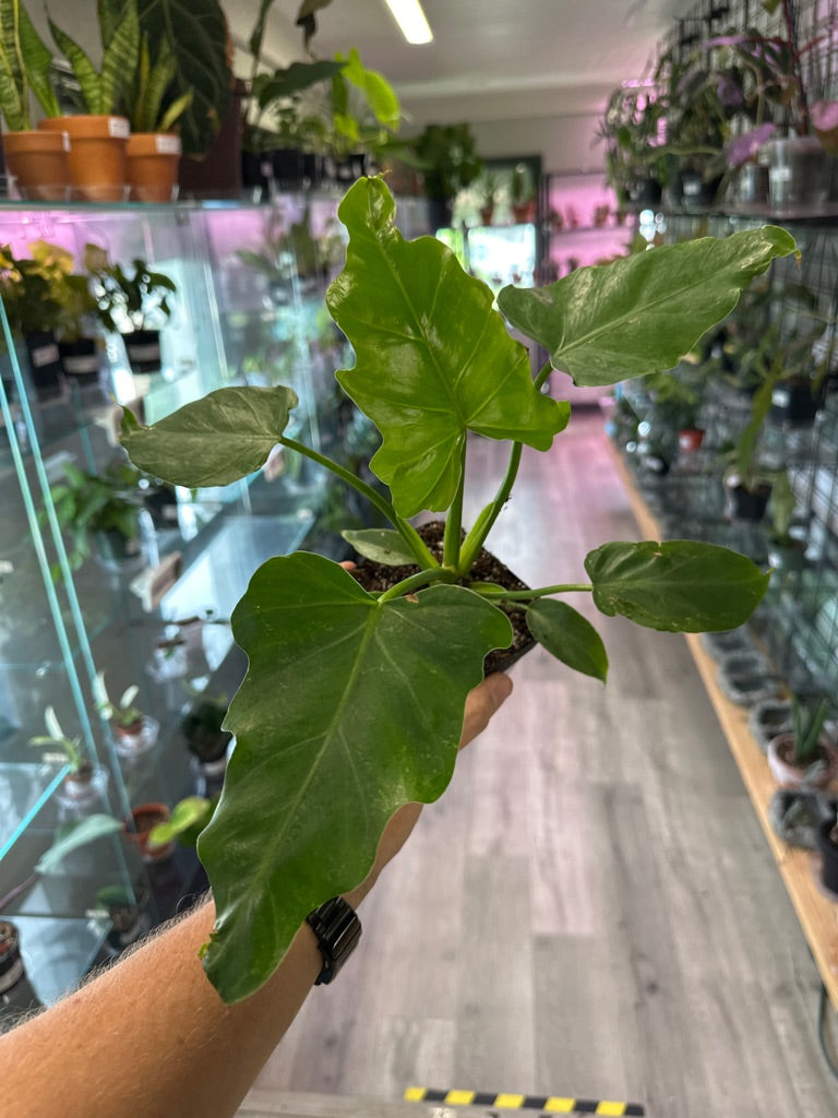 Philodendron Mayoi 'tahiti' (#617560126)