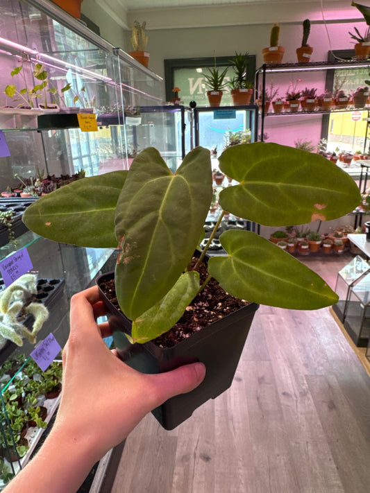Anthurium red crystallinum (#798384842)