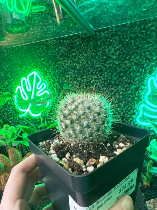 Mammilaria Bombycina (#421106255)