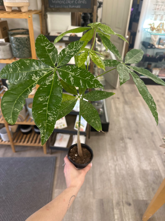 Pachira aquatica 'Variegated Money Tree' (#734499447)