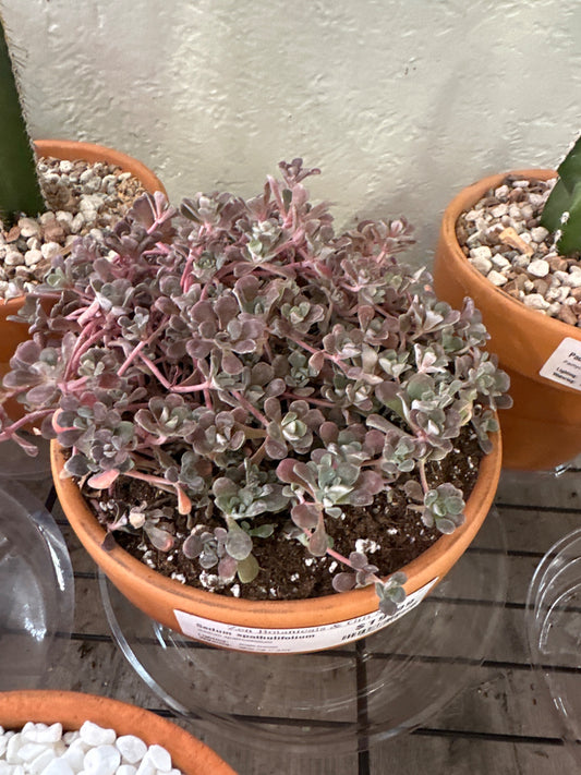 Sedum spathulifolium (#559609410)