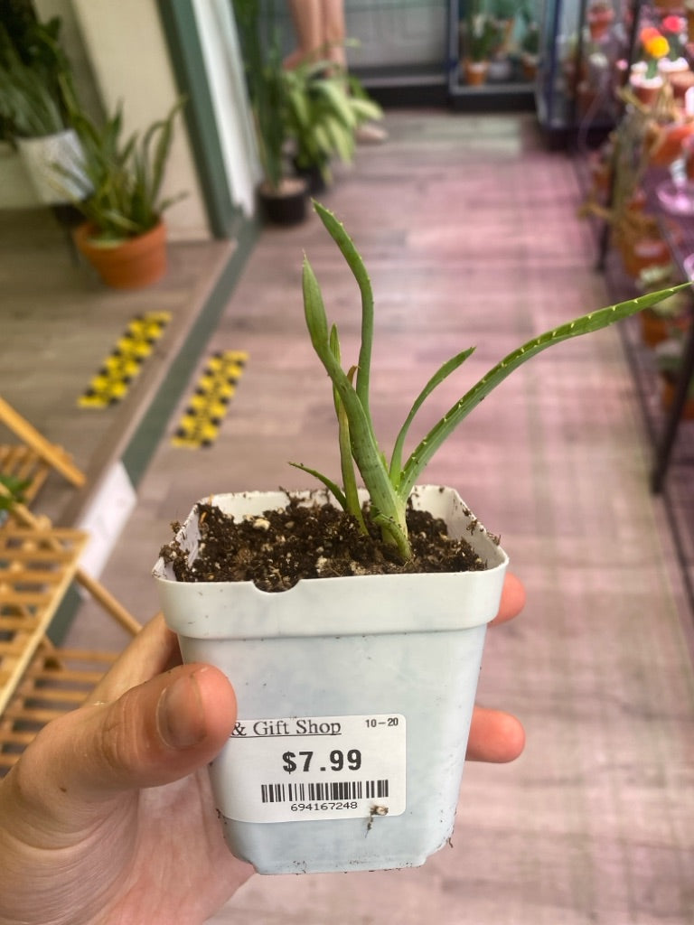 Aloe Humilis hybrid 'Solar Flare' (#694167248)