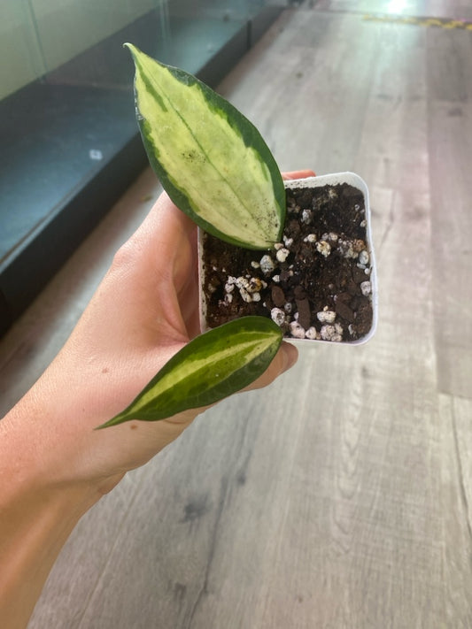 Hoya macrophylla 'Pot of Gold' (#154432195)