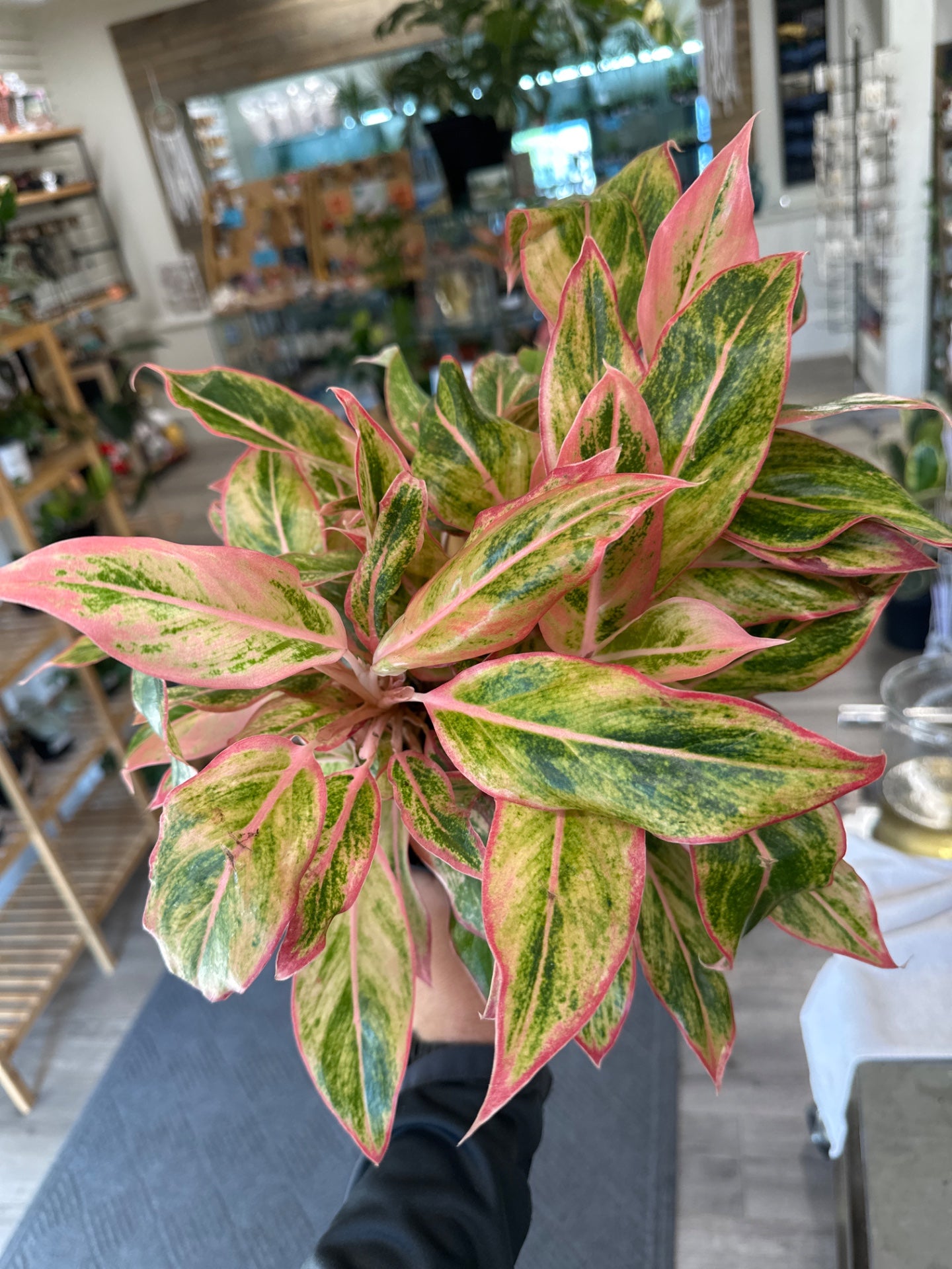 Aglaonema Creta (6" Nursery Pot) [ID #57734303]