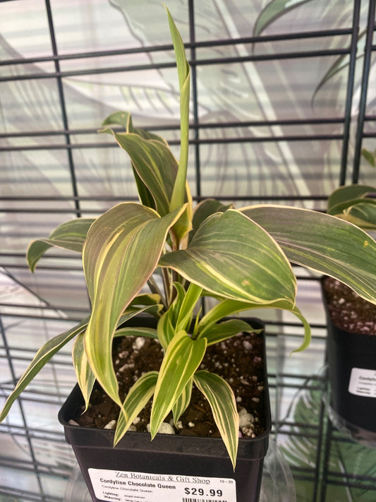 Cordyline Chocolate Queen (#2252357424)