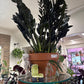 Zamioculcas Zamiifolia 'Raven' (#917039538)