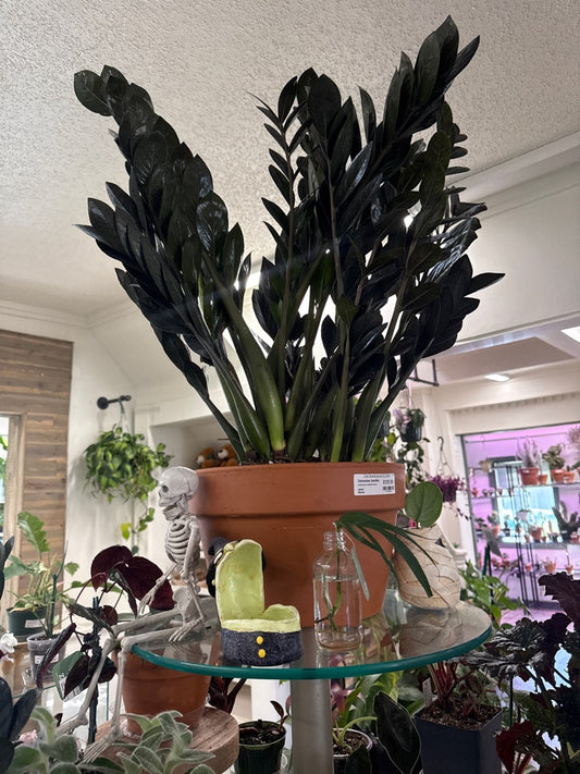 Zamioculcas Zamiifolia 'Raven' (#917039538)