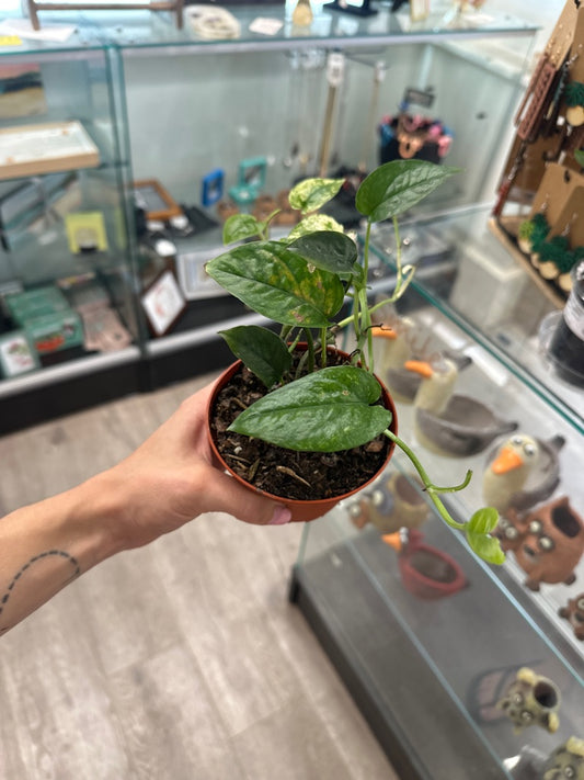 Epipremnum aureum 'Cebu Blue variegated ' (#993160996)