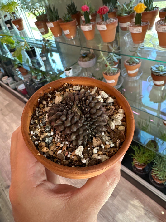 Gymnocalycium inermis spineless [ID #11605349573]