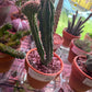 Myrtillocactus geometrizans 'monstrose X cristata morph' (#937952569)