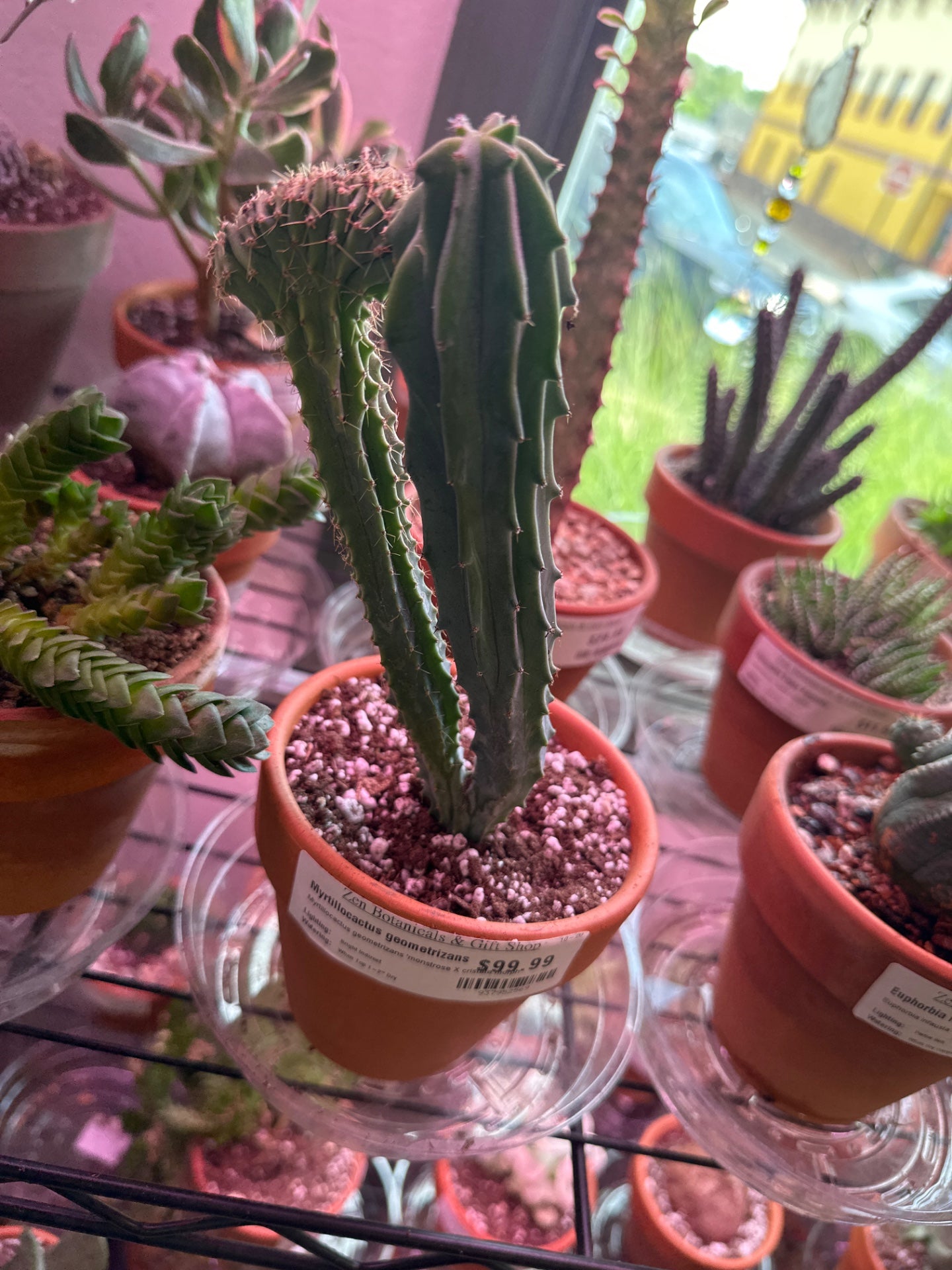 Myrtillocactus geometrizans 'monstrose X cristata morph' (#937952569)