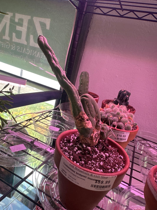 Trichocereus bridgesii monstrose (#793256161)