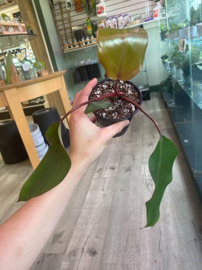 Philodendron Erubescens 'Bloody Mary' (#791942829)